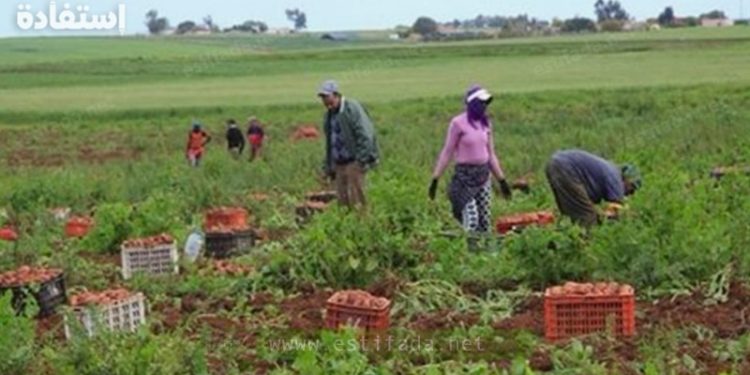 العمل بالخارج: مطلوب 58 عمال وعاملات فلاحيين موسميين بدون أية شهادة أو دبلوم