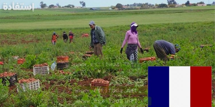 لي بغا يخدم في فرنسا .. مطلوب عمال وعاملات فلاحيين موسميين بدون شهادة أو دبلوم