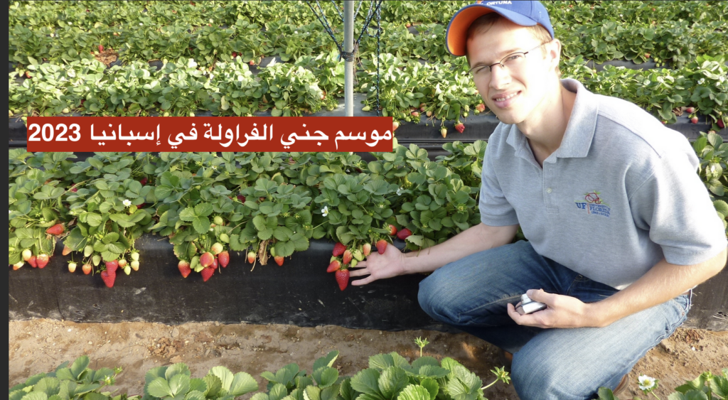 موسم جني الفراولة في إسبانيا 2023