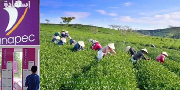 مطلوب 105 منصب للعمل في المجال الفلاحي في عدة تخصصات