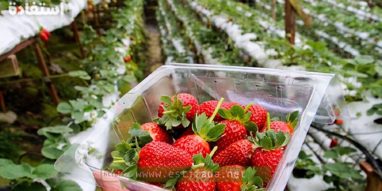مطلوب 140 عامل بمزارع الفراولة بإسبانيا هذا الصيف 2024